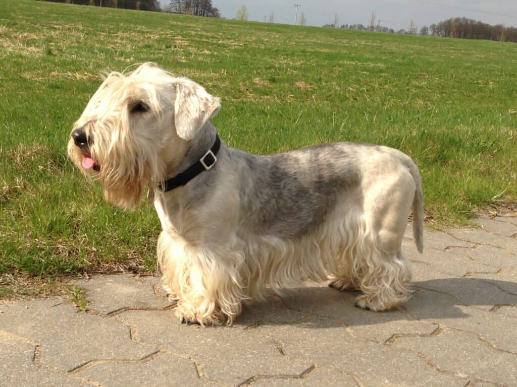 Cesky Terrier on a path