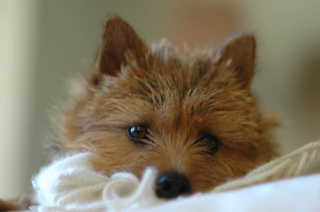 Norwich Terrier puppy close up