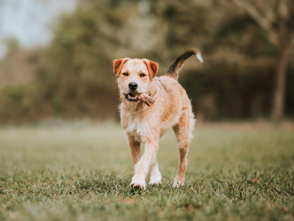 Border Terriers running on a lawn