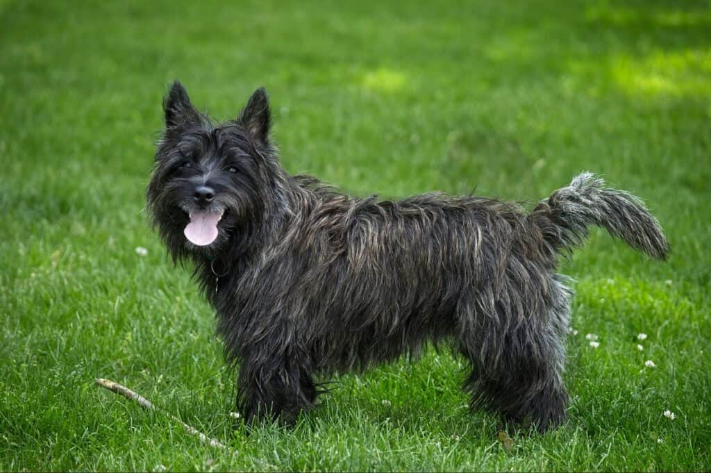 Cairn Terrier on the grass