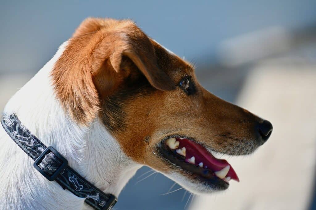 Jack Russell Terrier close up
