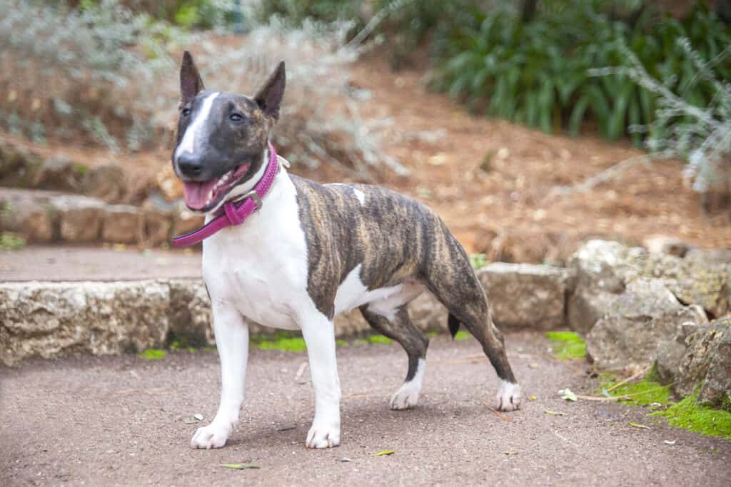 Miniature Bull Terrier on a pathway