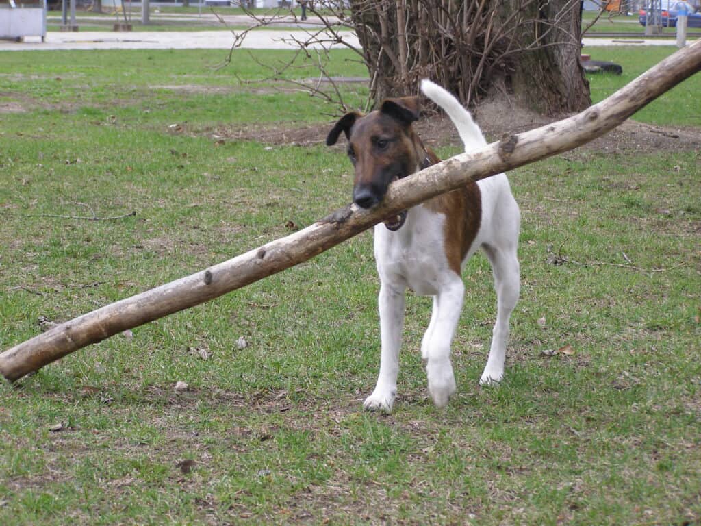 Fox Terrier (Smooth) carrying a stick