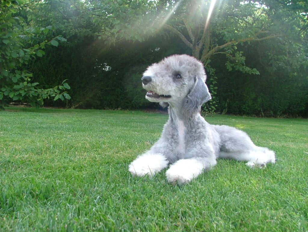 Bedlington Terrier lying down on the lawn