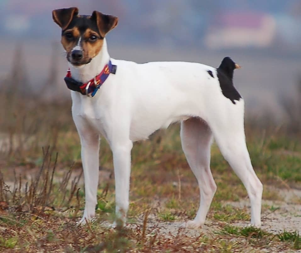 brazilian terrier standing alert