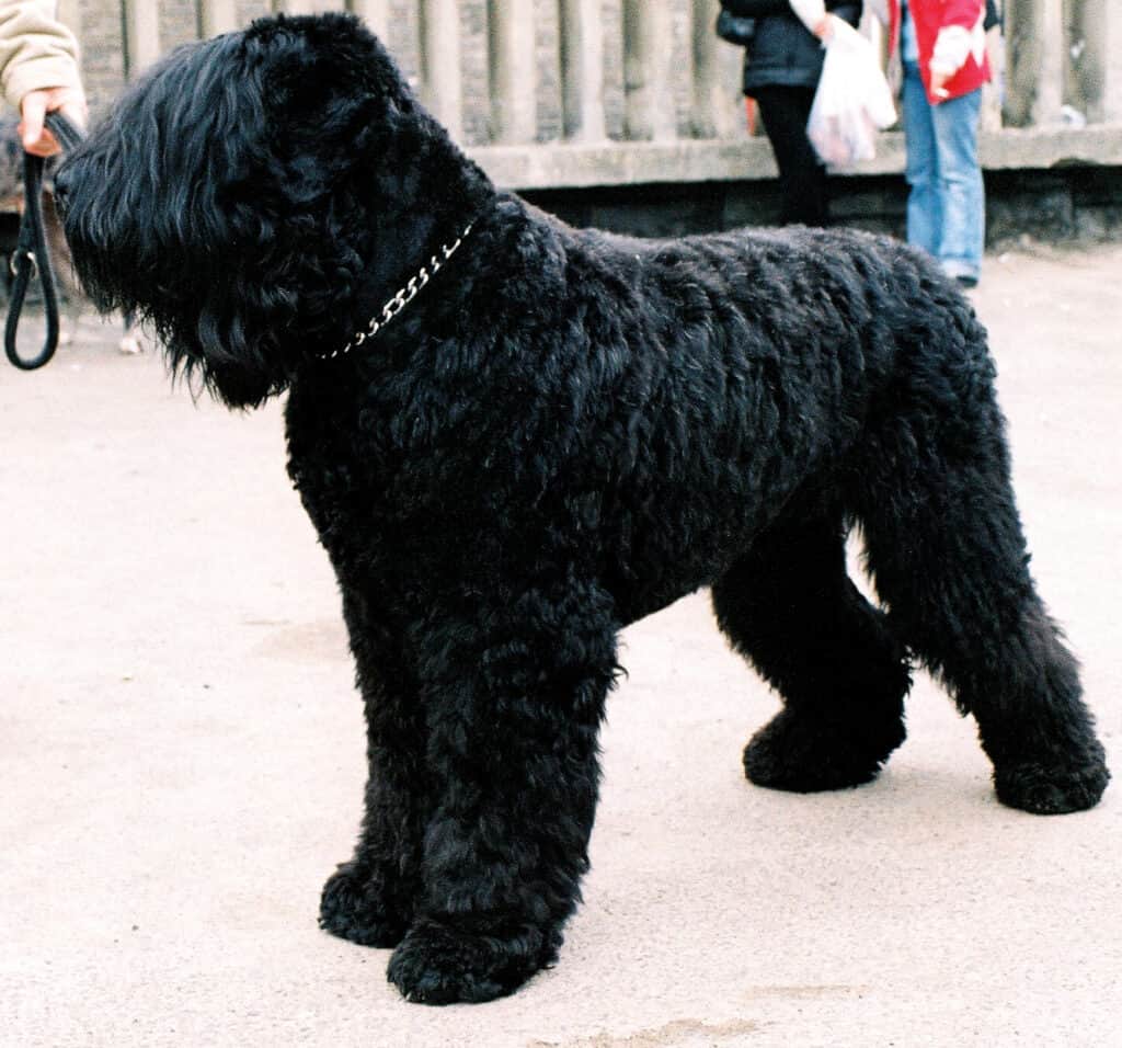 Black Russian Terrier standing in the city