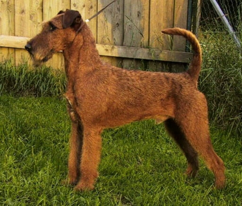 Irish Terrier standing on the lawn