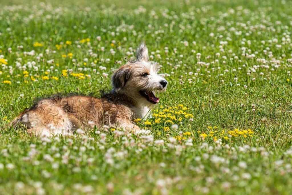 Corgipoo Lying Down in a Flower Field