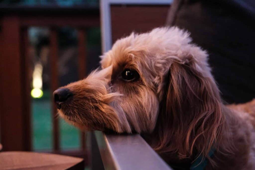 Doxiepoo side-angle close-up