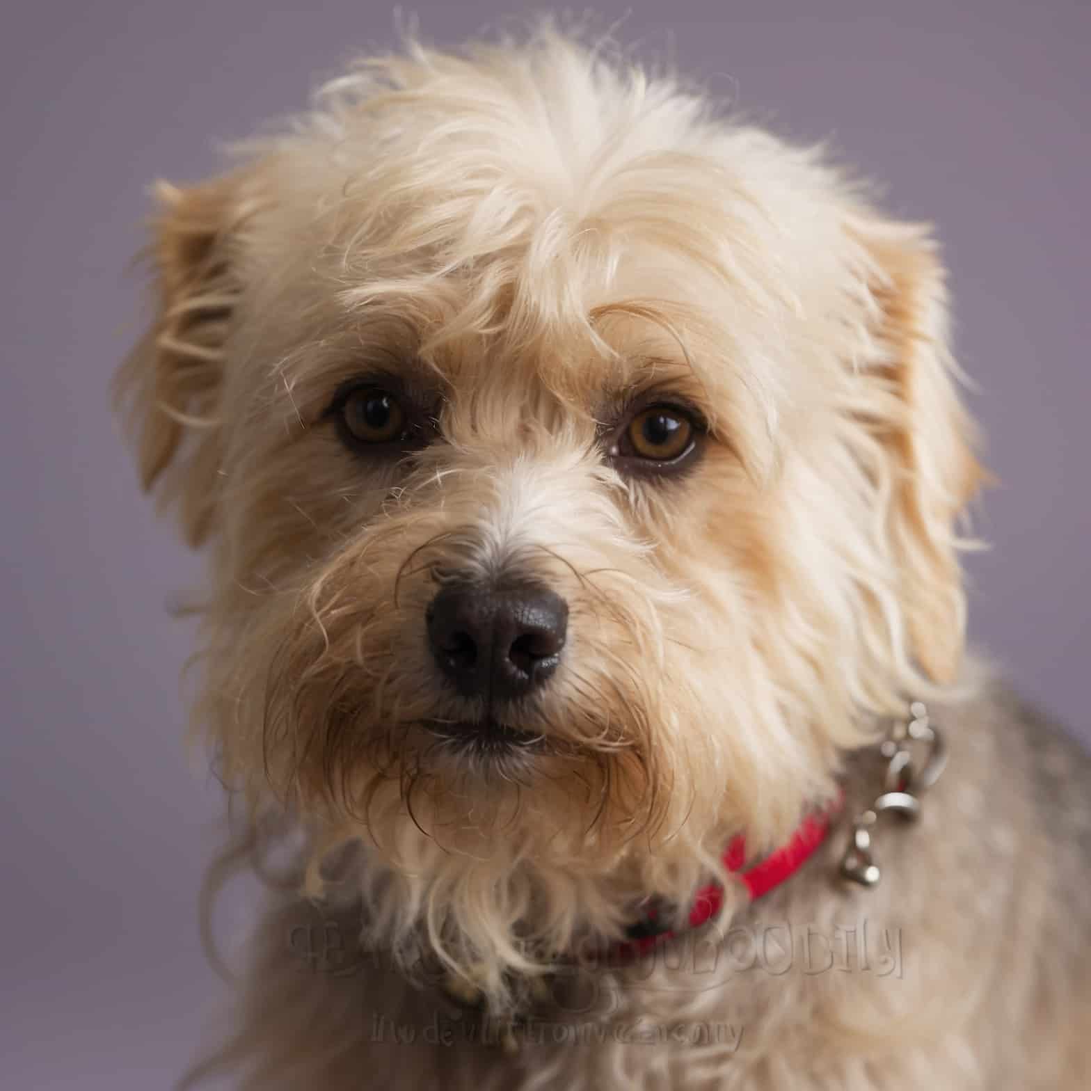 Dandie Dinmont Terrier portrait headshot