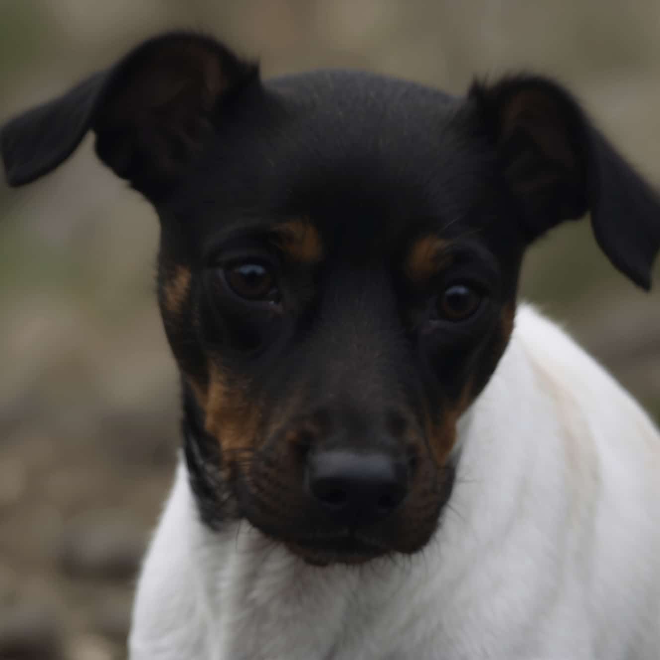 Japanese Terrier portrait