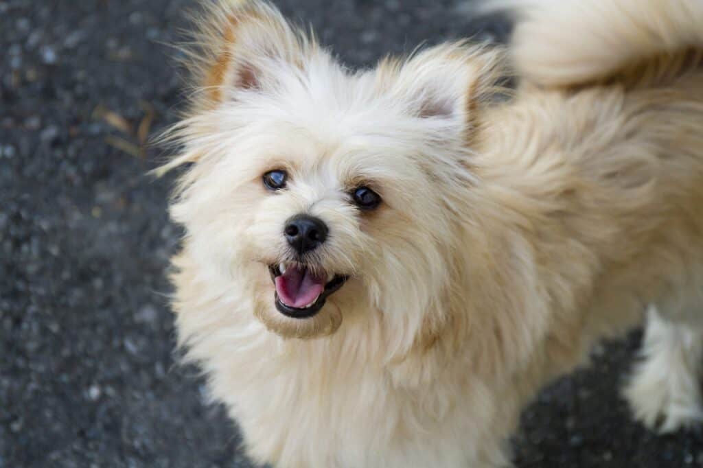 Pomapoo looking up