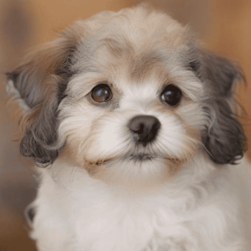 Shih-Poo Portrait (2)