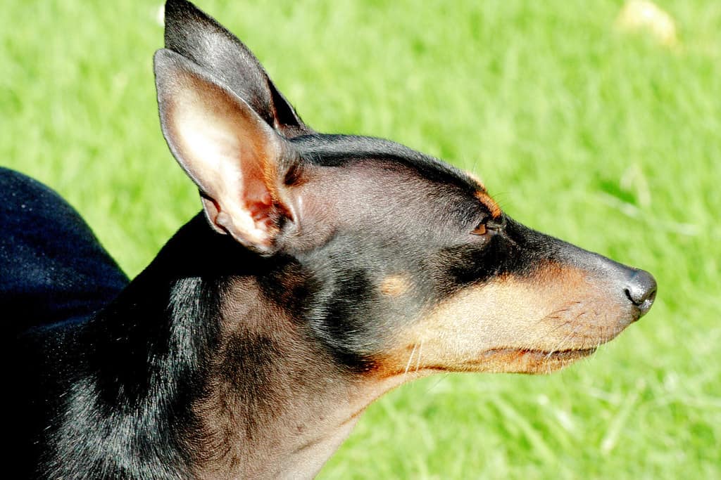 English Toy Terrier close up