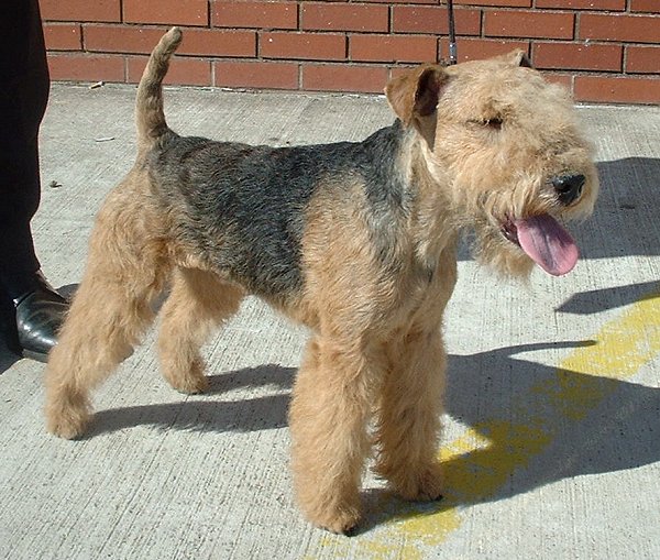 Lakeland Terrier close up on the street