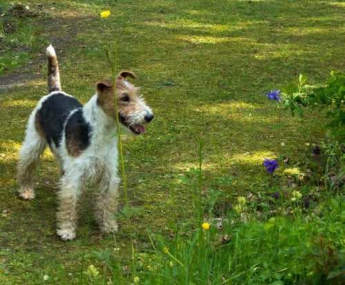 Wire Fox Terrier in the graden