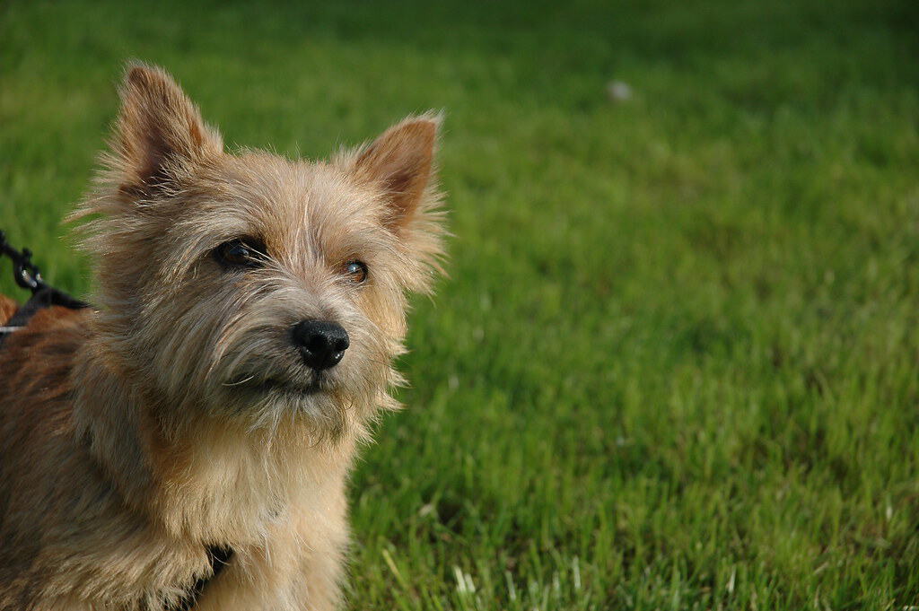 Norwich Terrier on the lawn