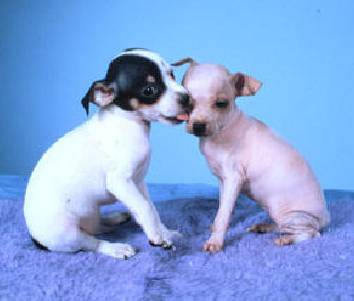 American Hairless Terrier puppies