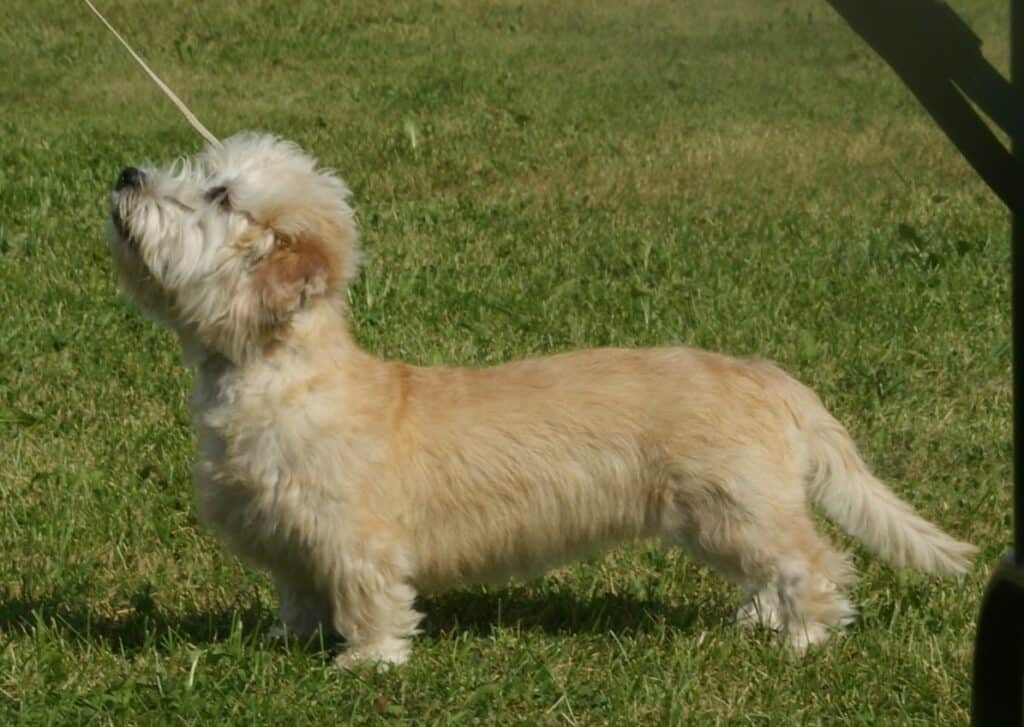 Dandie Dinmont Terrier on lead