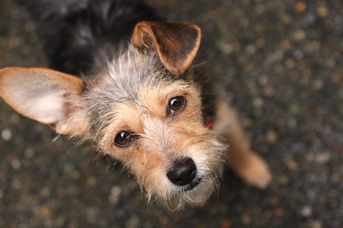 Wire Fox Terrier puppy close up