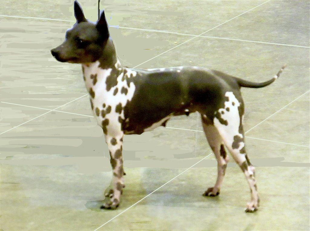 American Hairless Terrier Showing right