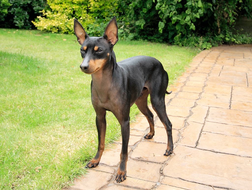 English Toy Terrier close up on the lawn path