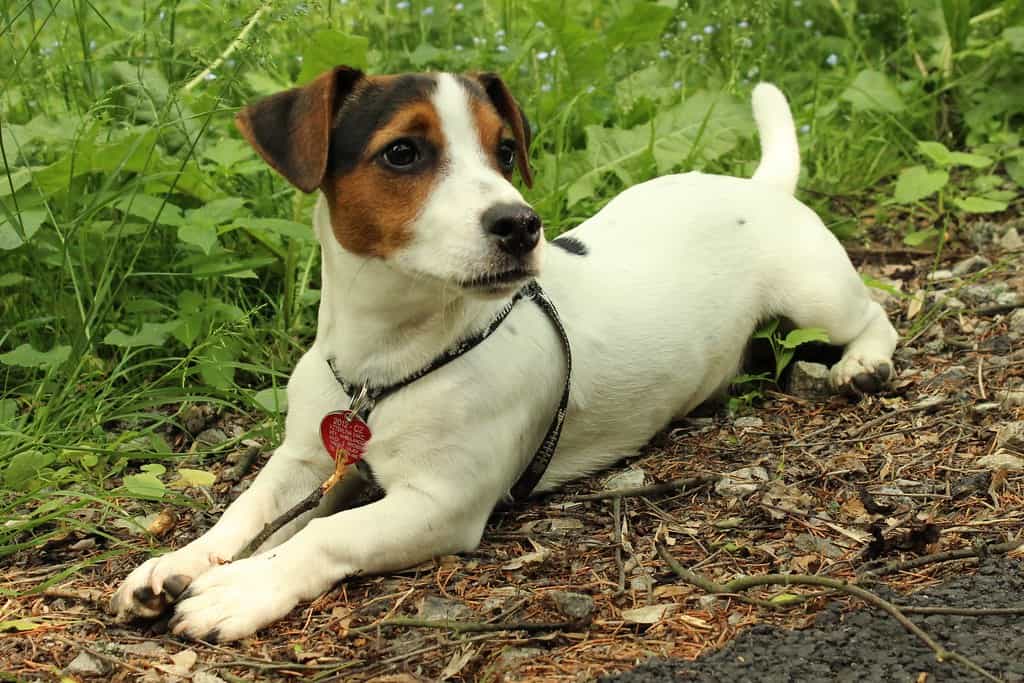 Jack Russell Terrier lying down