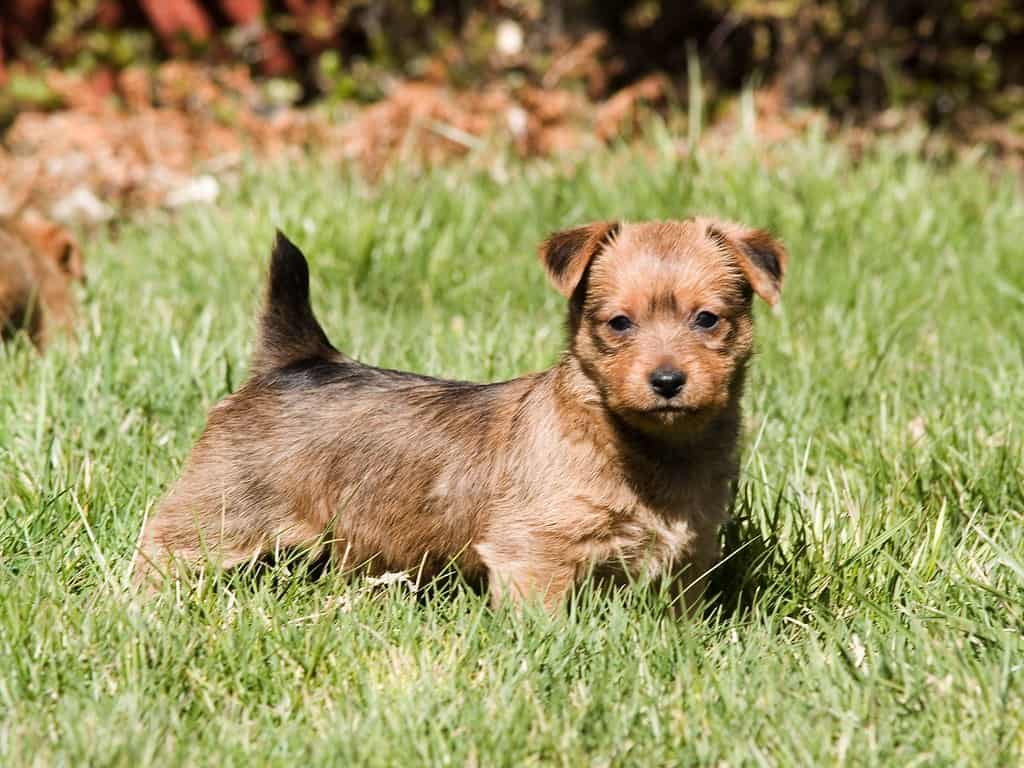 Australian Terrier Puppy on the lawn