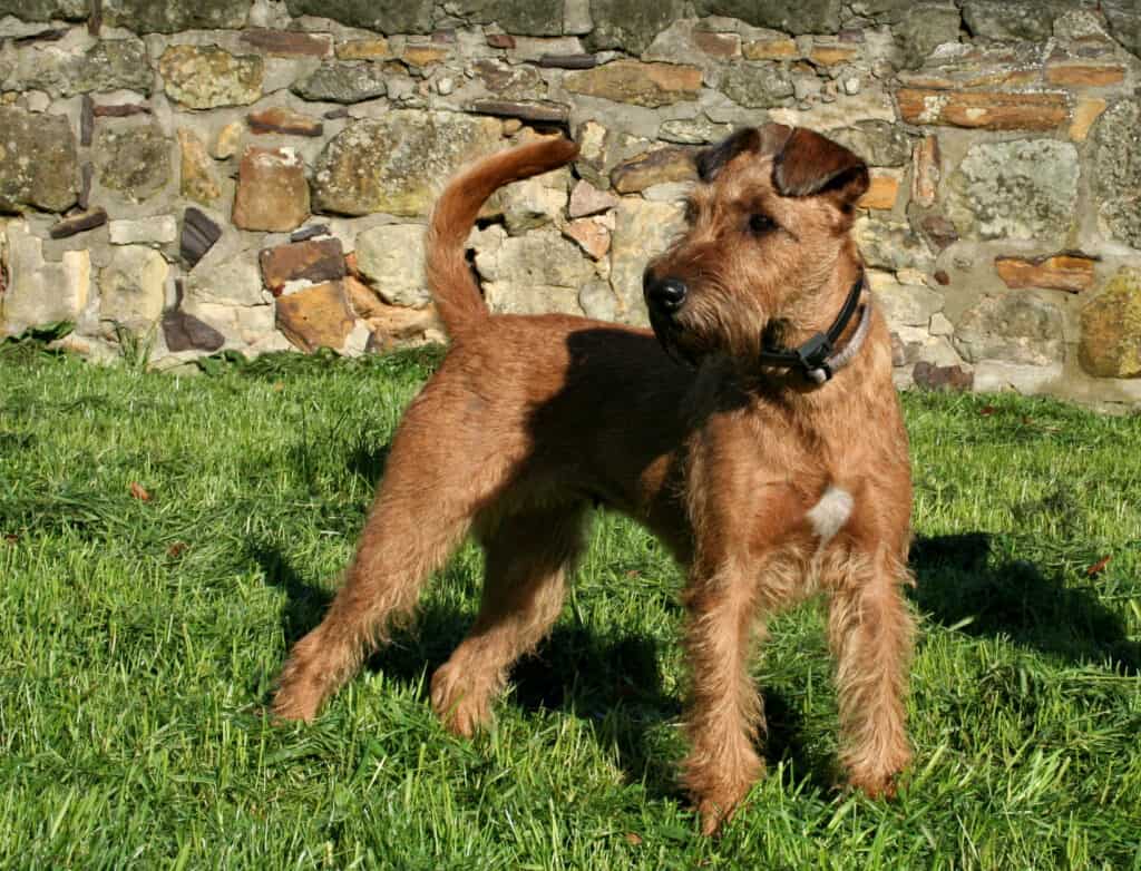 Irish Terrier puppy standing in the long grass