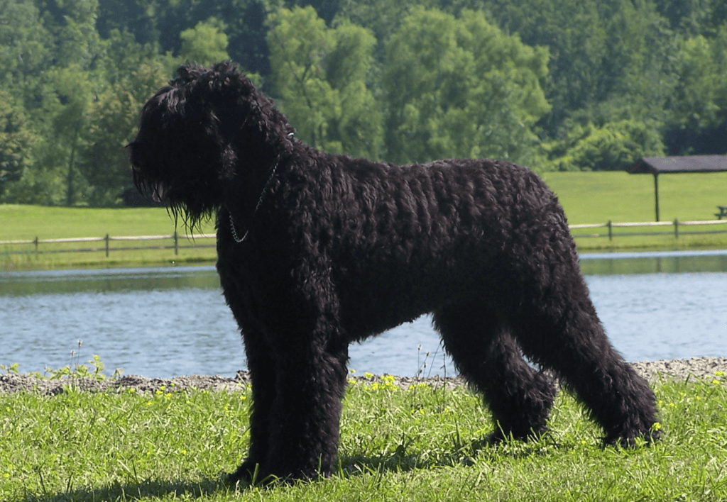 Black Russian Terrier standing on the grass