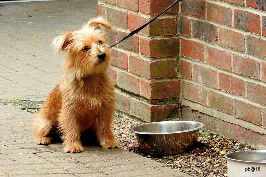 Norfolk Terrier with water bowl