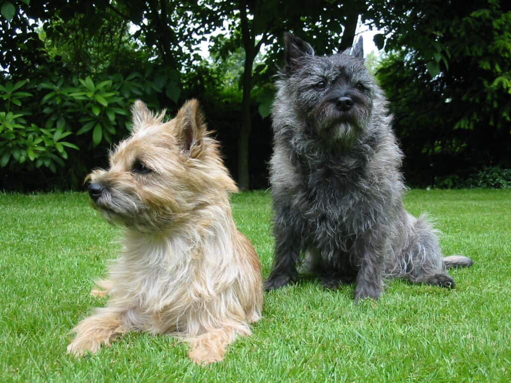 Cairn Terriers lying together on the lawn