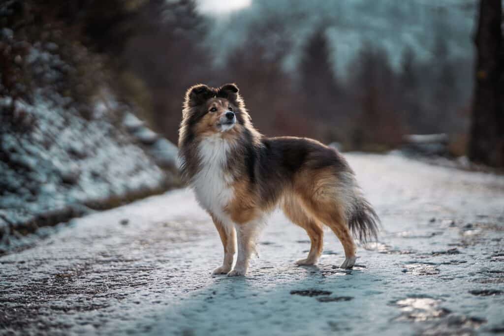 Shetland Sheepdog standing on top of a snow covered road