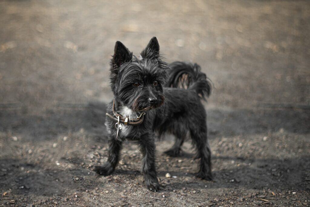 a small black Affenpinscher standing on top of a dirt field