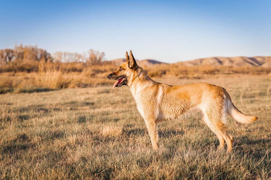 Belgian Malinois sanding in the grass