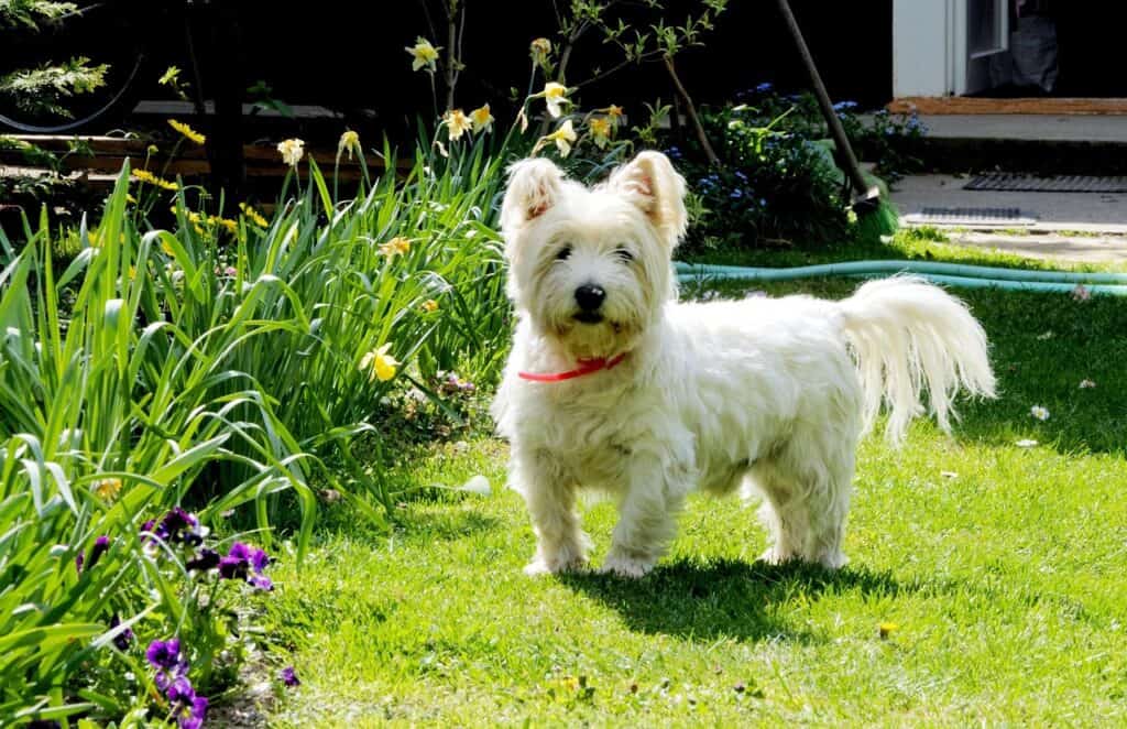 The West Highland White Terrier in garden