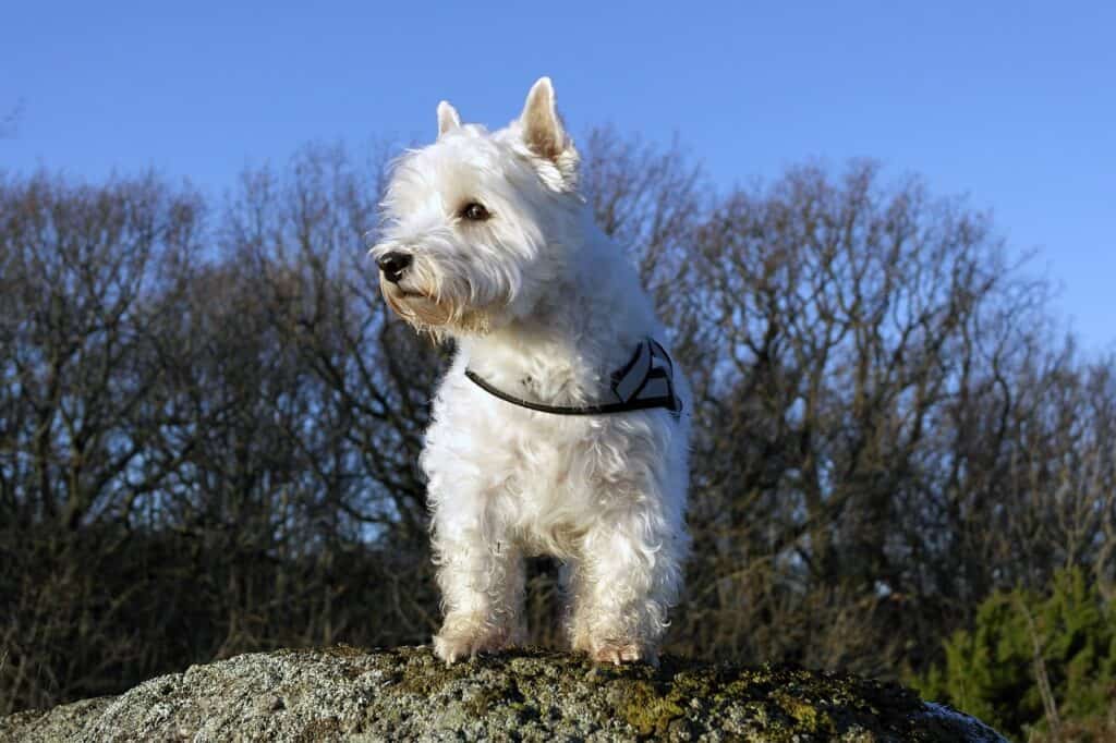 dog, westie, pet