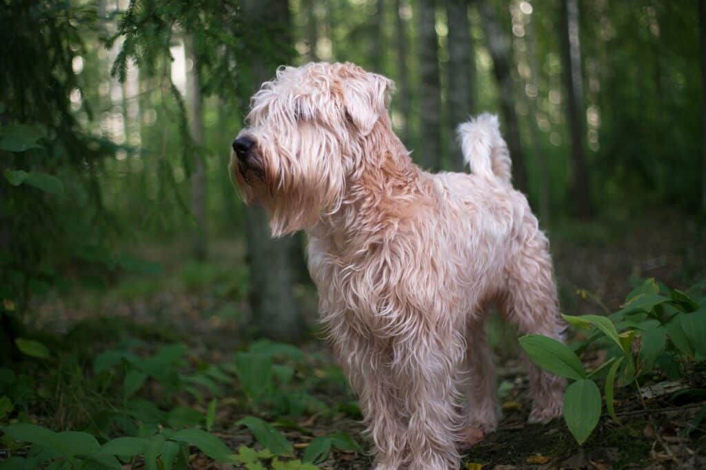 Soft Coated Wheaten Terrier looking around the forest