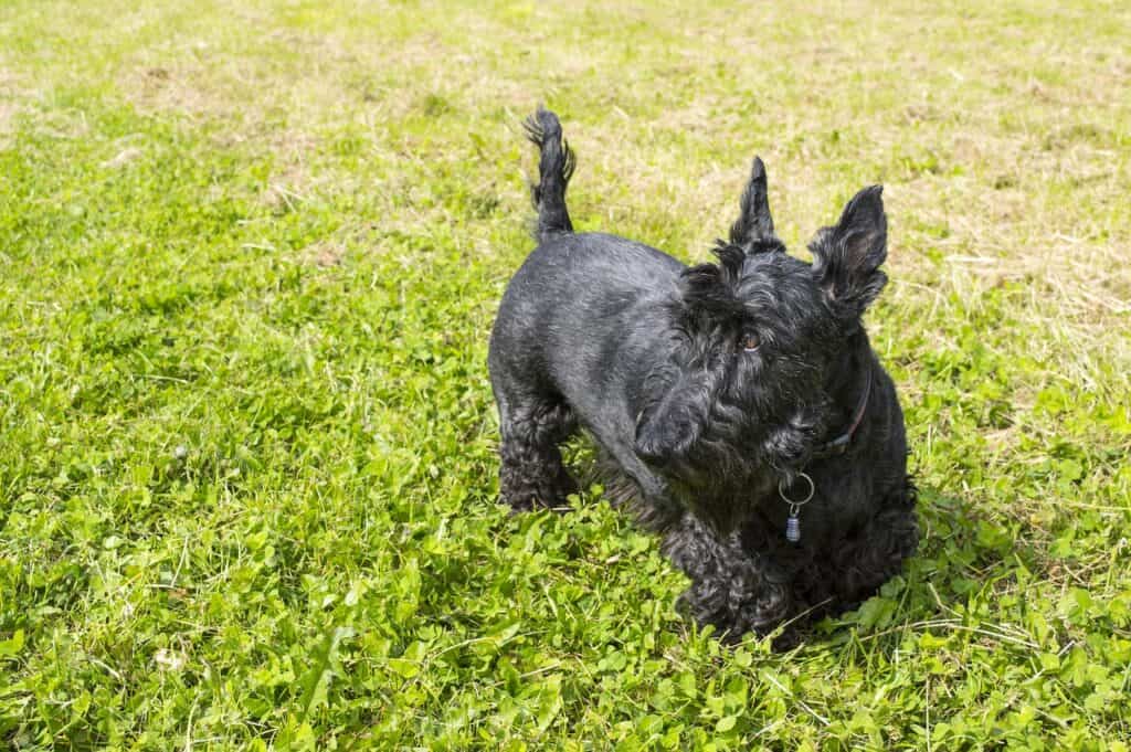 Scottish Terrier , or Scottie, on the lawn