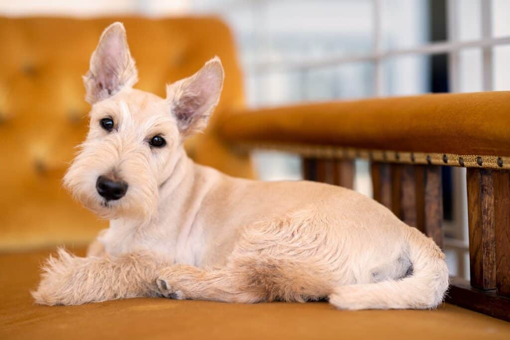 Scottish Terrier , or Scottie, on the couch