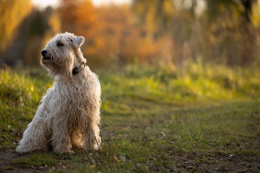 Soft Coated Wheaten Terrier sitting in the woods