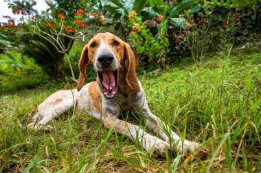 American English Coonhound Lying on Grass