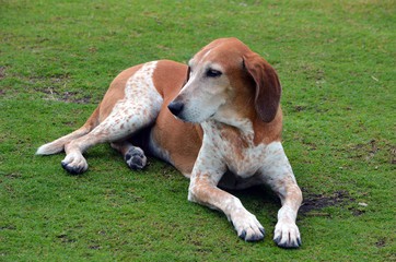 American English Coonhound Out on an Open Field