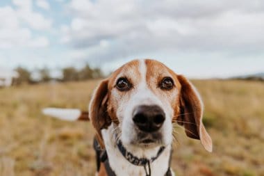 American Foxhound Looking Front