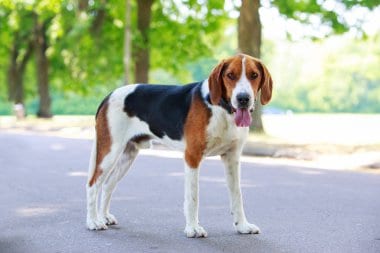 American Foxhound Standing on Cement Outdoors