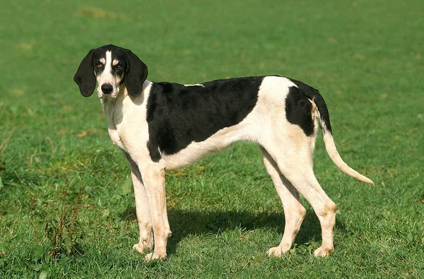 Ariégeois standing on a field