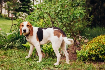 Artois Hound Standing Near a Bush