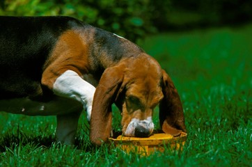 Basset Artésien Normand Eating