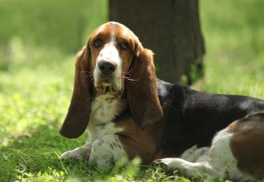 Basset Artésien Normand Lying Down on Grass