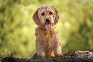 Basset Fauve de Bretagne Standing on Dirty Pile